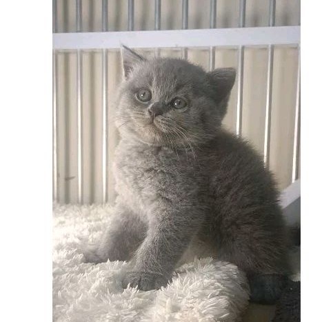 Kucing British Shorthair Kitten