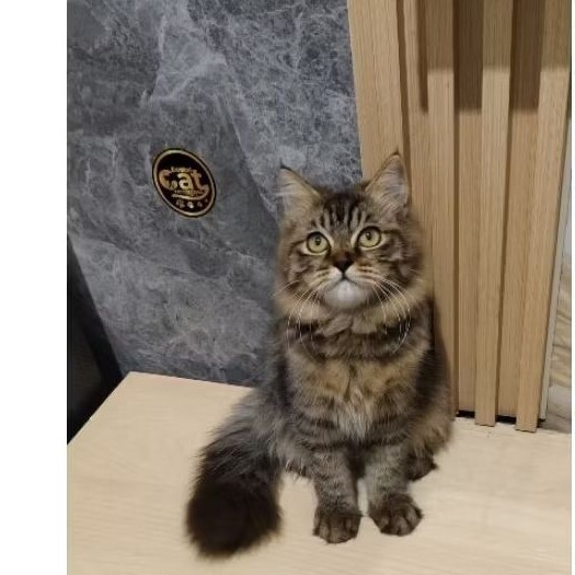 kucing Norwegian forest bigbone