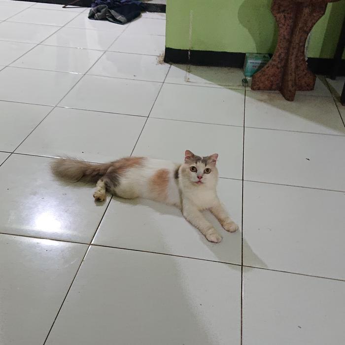 kucing persia mix scottish fold