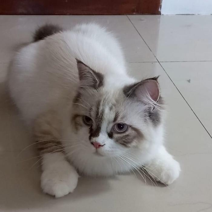 Kucing Ragdoll