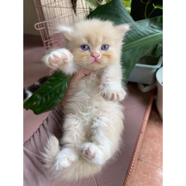 Kucing Persia Medium