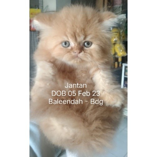KUCING PERSIA FLATNOSE