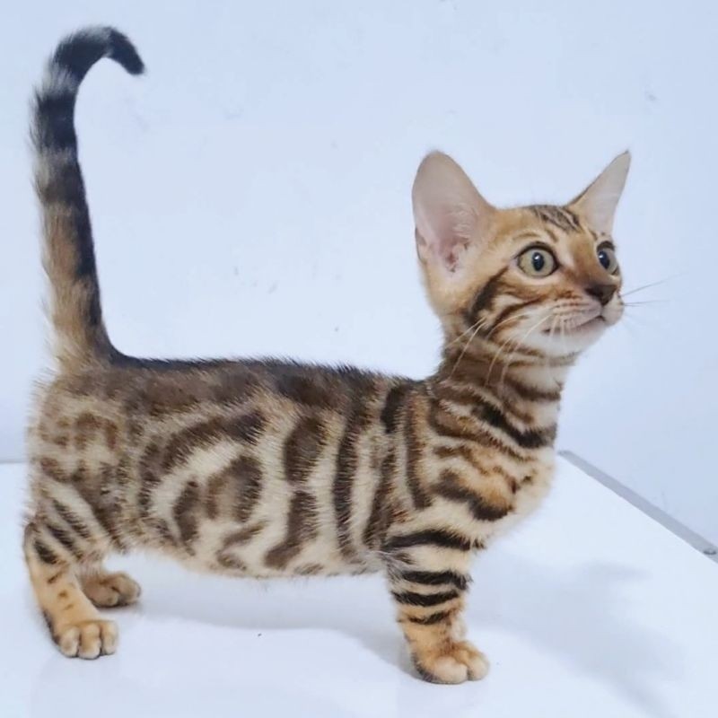 kitten bengal cebol