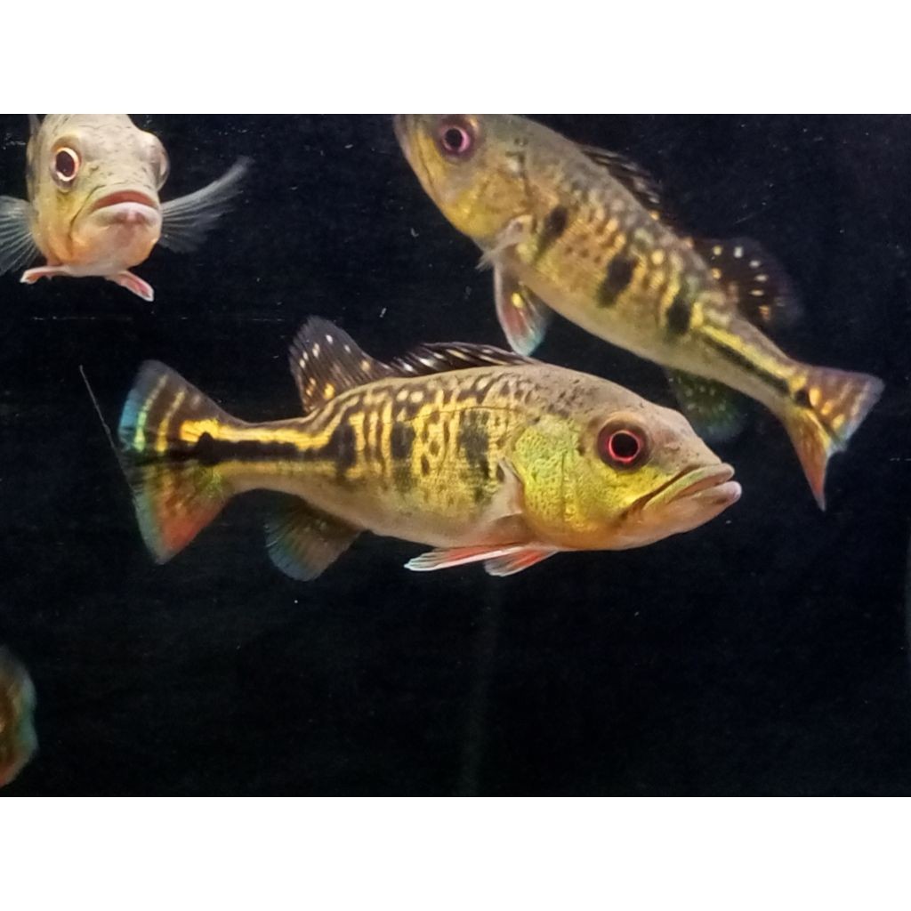pbass kelberi golden sz 4-5 cm