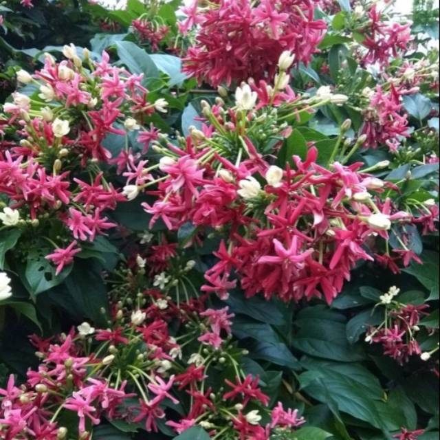 NEW Tanaman rambat bunga melati belanda bunga tumpuk - rangoon creeper