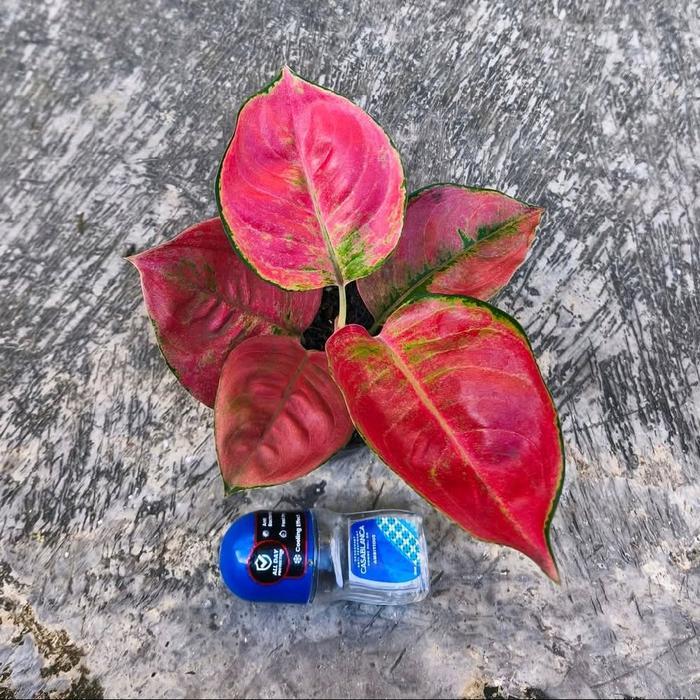 (Promo) Bibit tanaman hias aglonema kochin Moonlight cunkwok