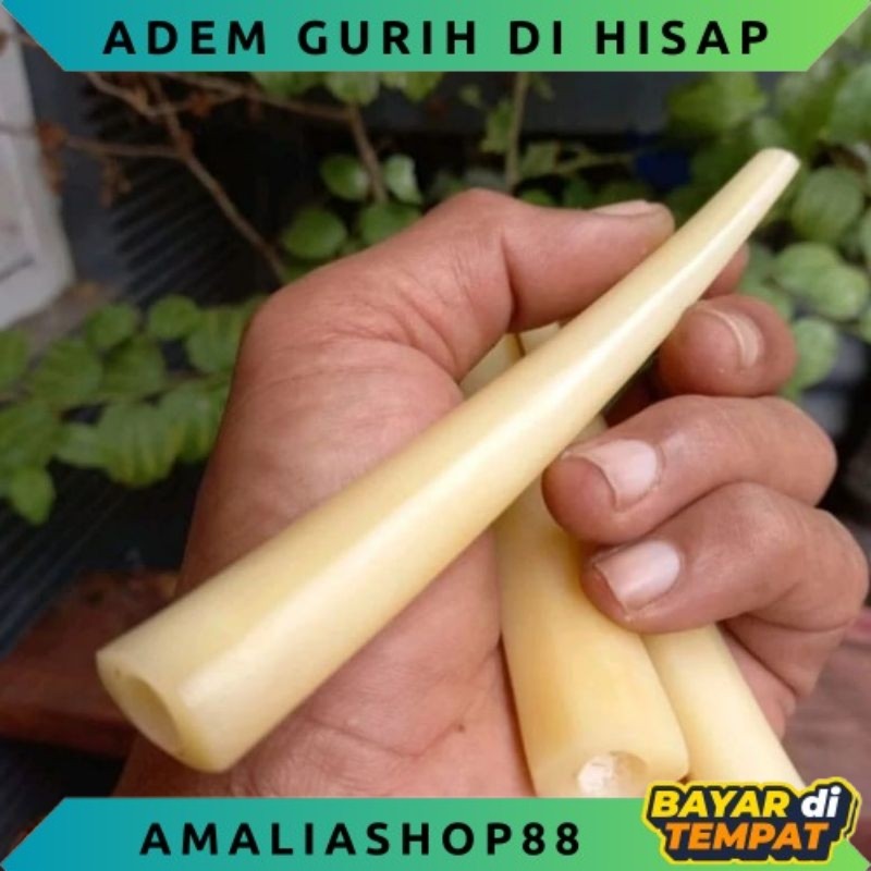 once pipa tulang unta adem pulen super