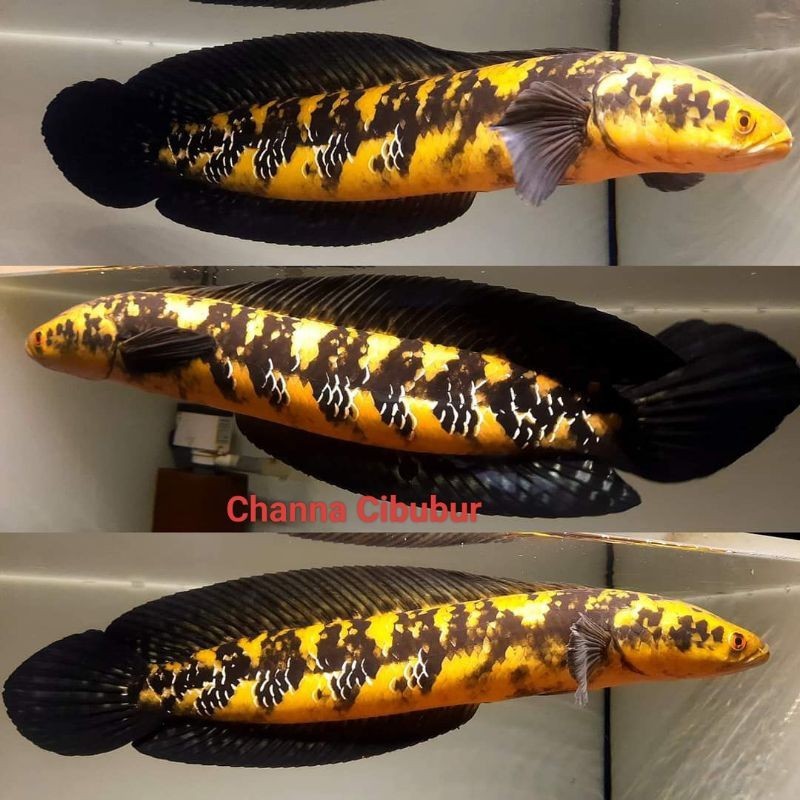 Baby Channa Maru Ys Atau Maru Yellow Sentarum Size 4CM-5CM Sampai 17CM-19CM Bahan Progres Sortiran T