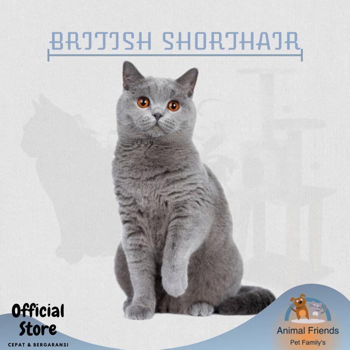 KUCING BRITISH SHORTHAIR PED/NON PED - JANTAN, PED