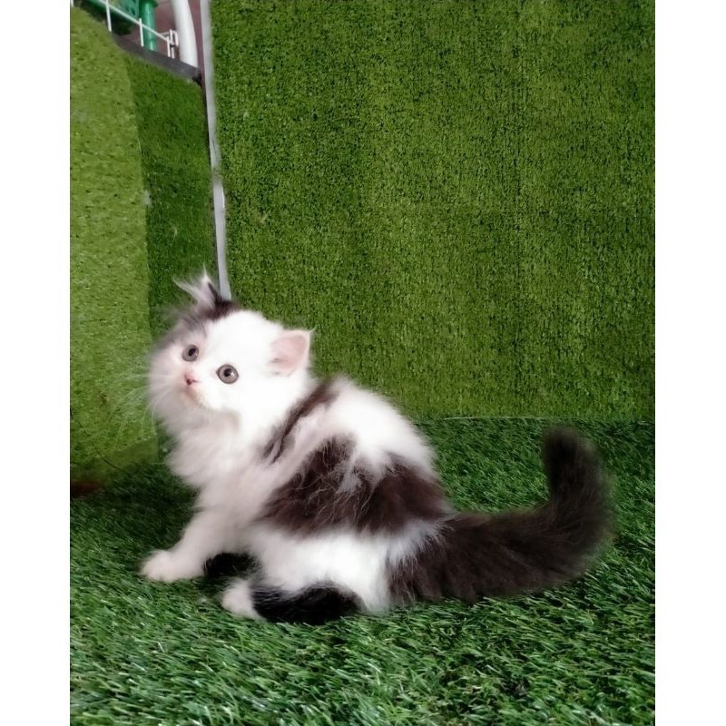 Kitten Persia Flatnose Longhair