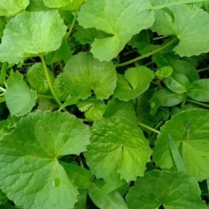 Daun Pegagan Segar Daun Pegagan baru di petik