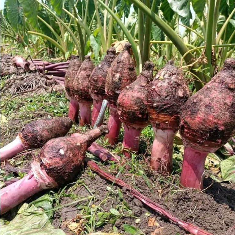 PROMO Umbi Talas Bogor Ungu Segar Umbi Talas Pratama P3 Talas Ketan Pulen BERKUALITAS