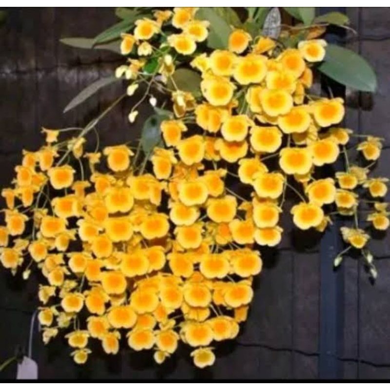 Dendrobium Agregatum