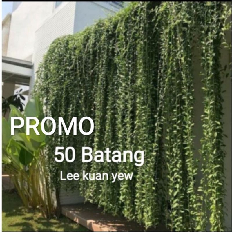 50 Batang Lee kuan yew / tanaman hias hidup menjuntay li kuan yu / Lee kwan yu