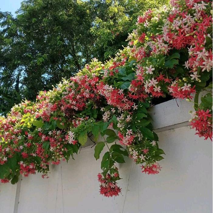 Tanaman Melati Belanda Wangi - Bunga Melati Belanda