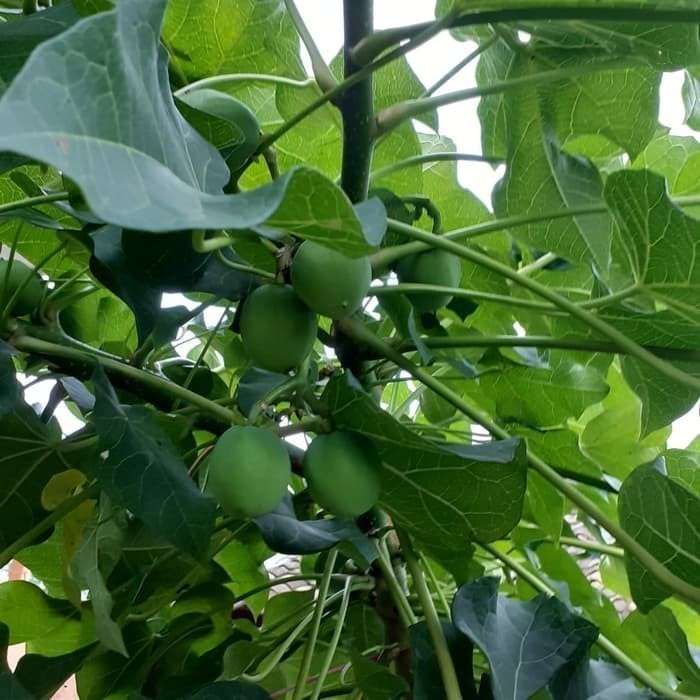 Terlaris daun jarak segar/jarak pagar/daun jarak per helai