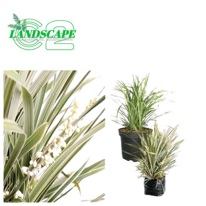 Tanaman Alang Alang Putih / ilalang varigata / Zaburan putih / Alang alamg / ilalang hiasan