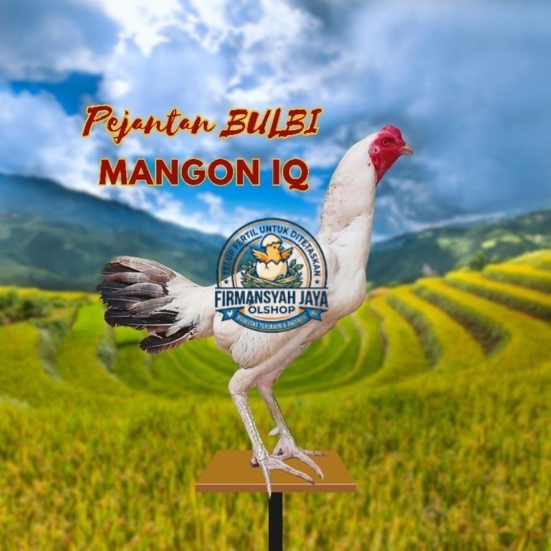 Telur Ayam Mangon thenik Fertil Ori siap untuk ditetaskan Firmansyah jaya shop