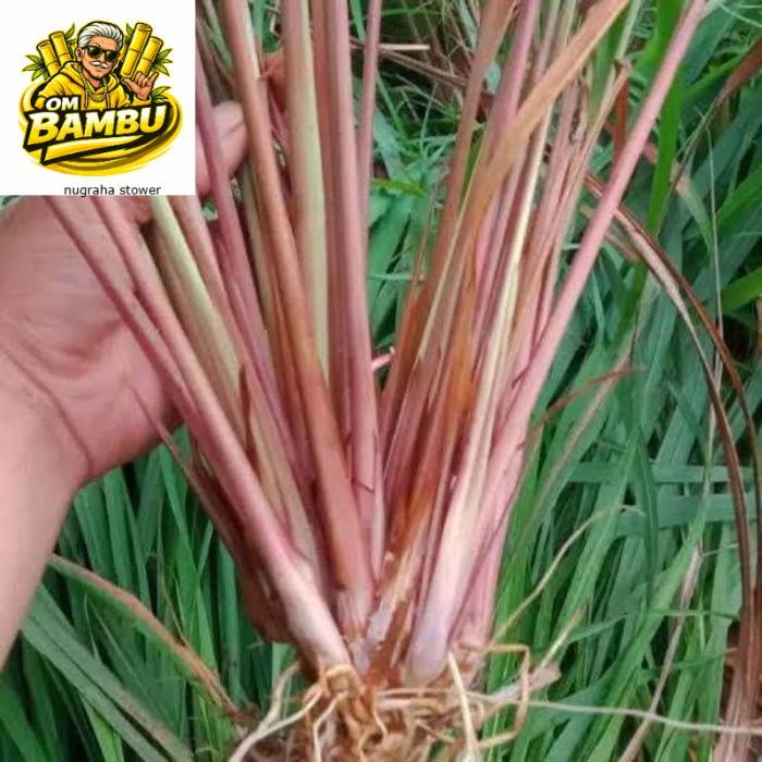 Sereh Merah 1 kg sereh wangi/sereh merah