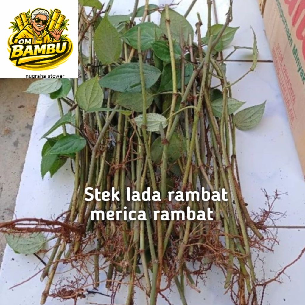 Bibit Merica Lada Rambat Stek Batang / Entres Lada Rambat Harga Perbatang