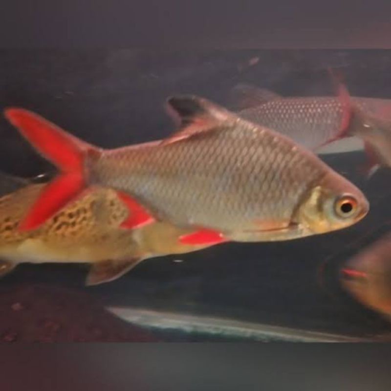 kaviat Bangkok uk 7-8 tankmate hijau siap COD
