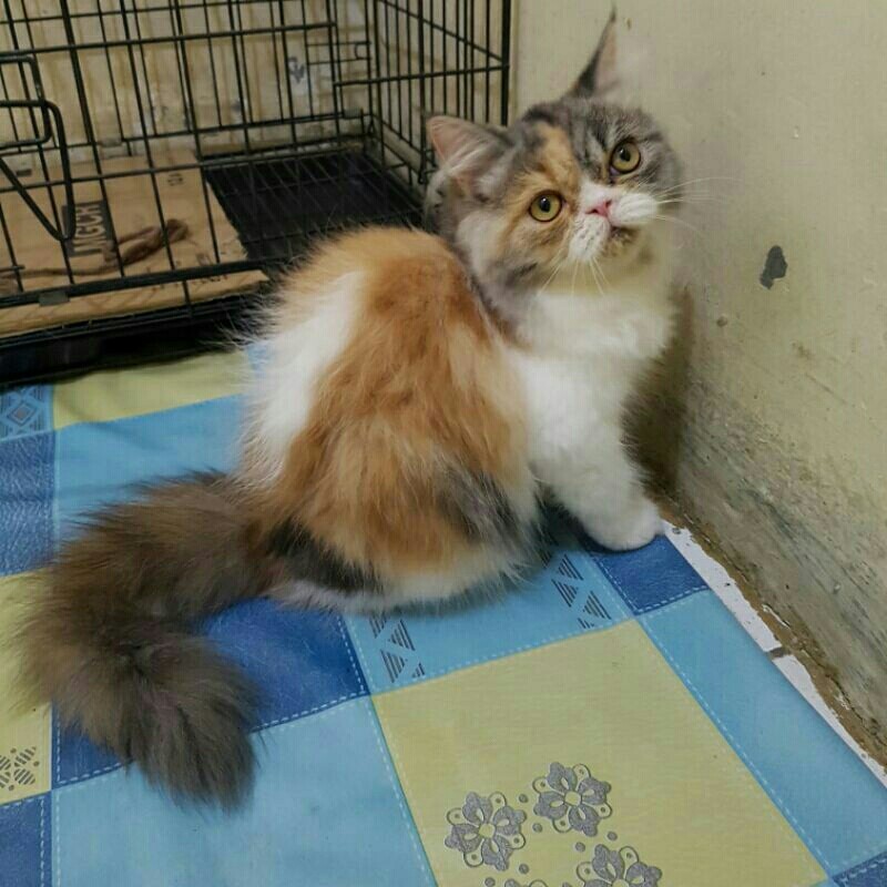 ready adopt kitten persia flatnose