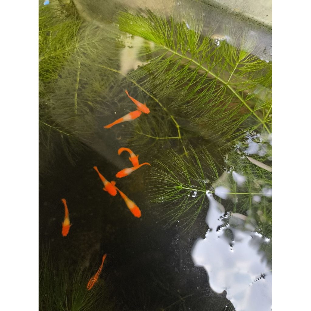 Hiasan ikn Ikan Guppy Sepasang Albino Koi Gen Red Ear Sehat