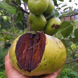 Bibit Black Sapote Okulasi sawo hitam black sapote jumbo super