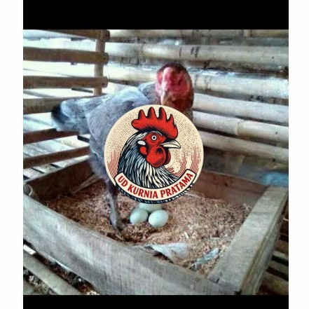 TELUR AYAM BIRMA UNTUK DI TETASKAN UD KURNIA PRATAMA