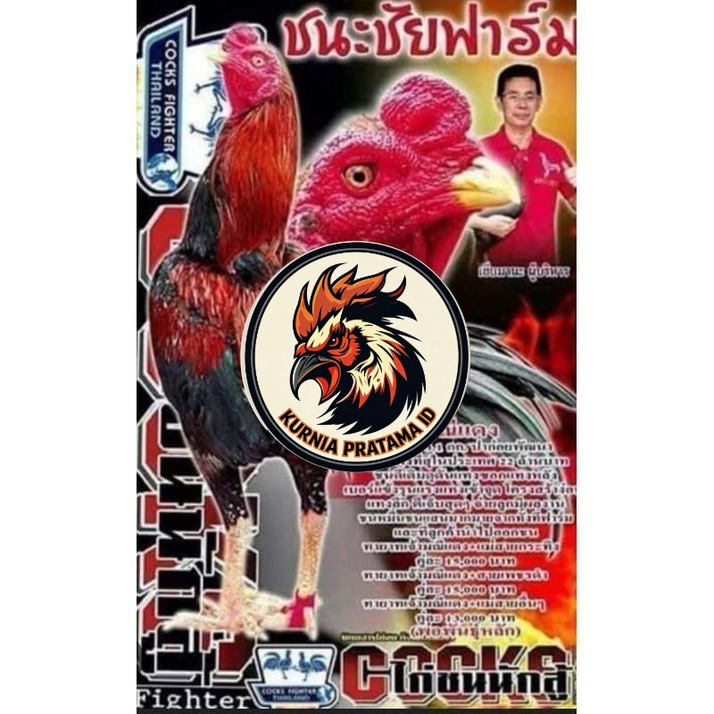 Telur fertil ayam pakhoy trah maneedaeng / COD KURNIA PRATAMA ID
