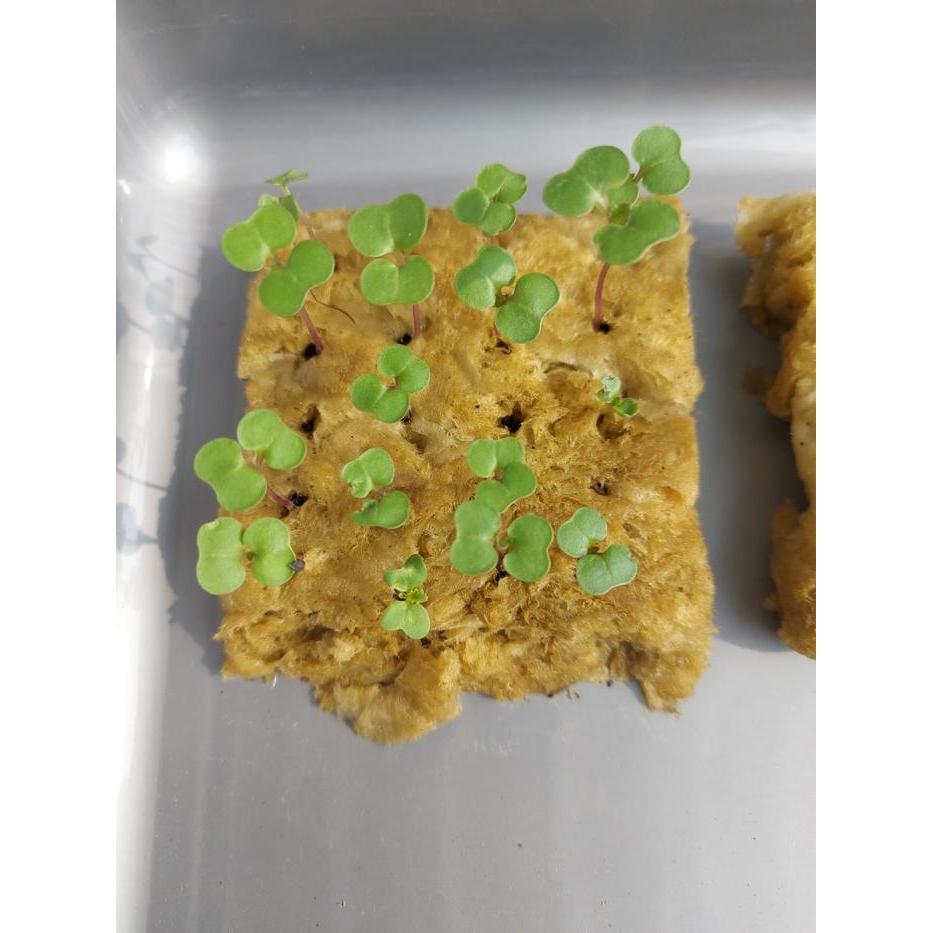 Mara Seeds - Kale Dwarf Siberian Improved (125 Seeds)