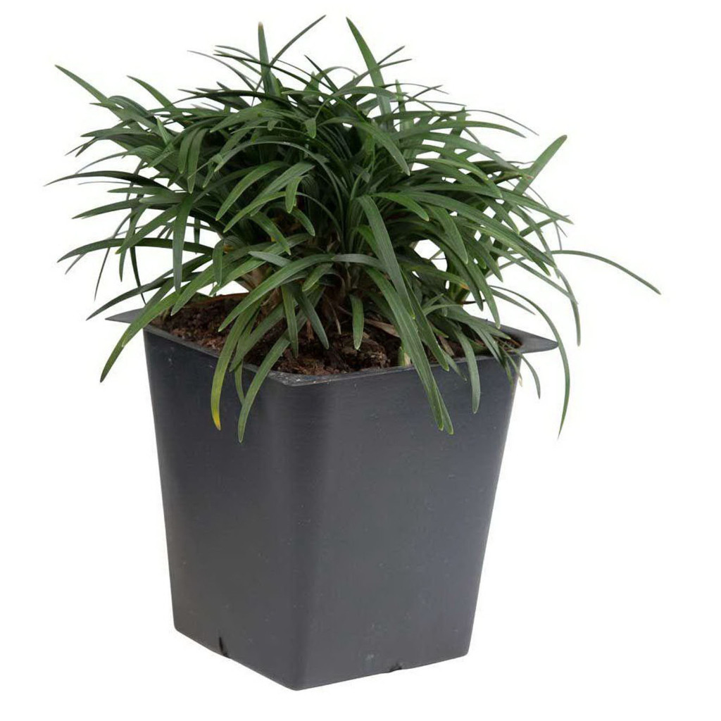 Rumput Kucai mini - ophiopogon japonicus nana