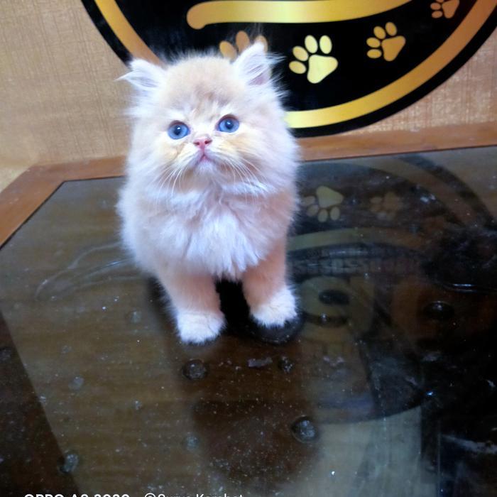 kucing pesek mata biru lucu kucing