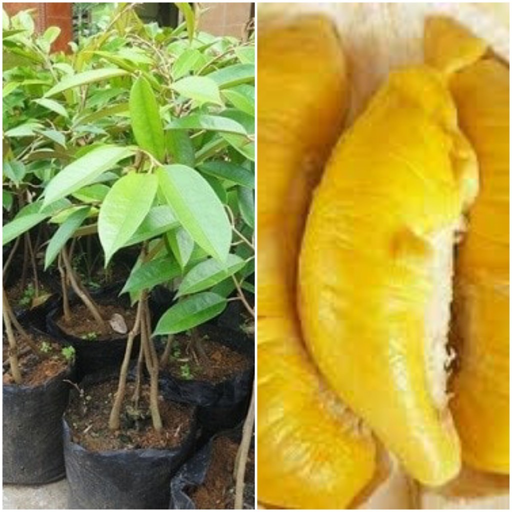 Bibit Durian Bawor Kaki 3 Okulasi