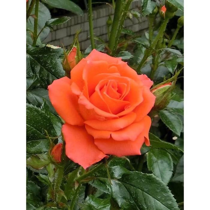 BIBIT MAWAR HOLLAND ORANGE