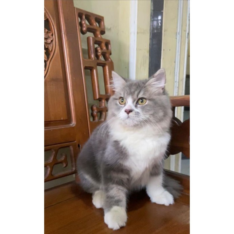 KUCING KITTEN NORWEGIAN PESANAN BANDUNG