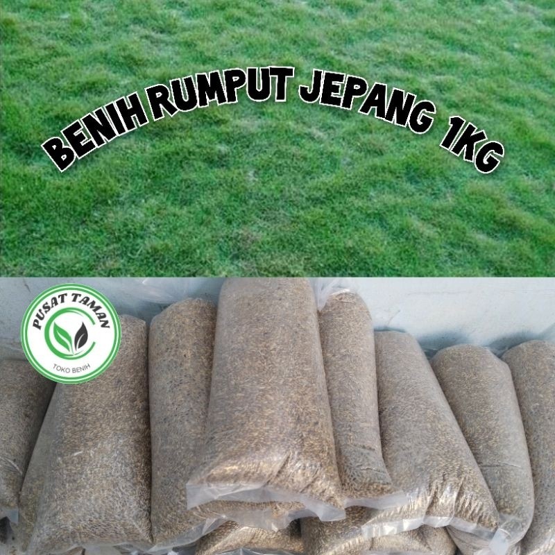 Benih Rumput Jepang 1Kg-Rumput Taman Hidup