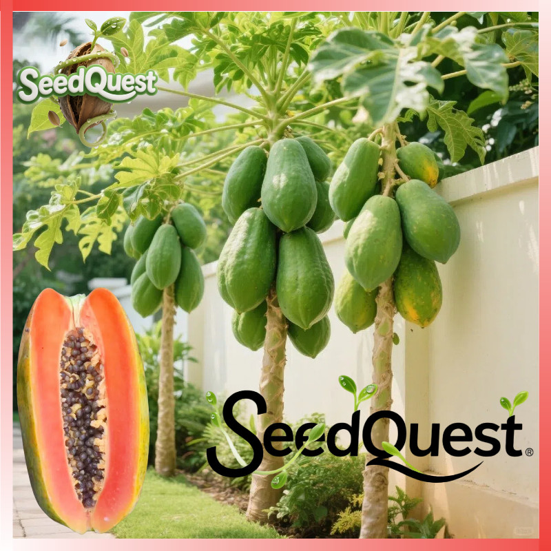 100% Original 30pcs Bonsai Pepaya benih - Dwarf Papaya Seeds for Planting Fruit Trees Edible Sweet P