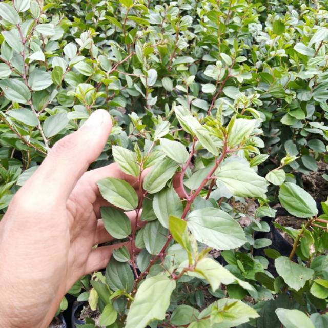 Tanaman Bidara Arab Asli / Bibit Bidara Arab / Pohon Bidara Arab