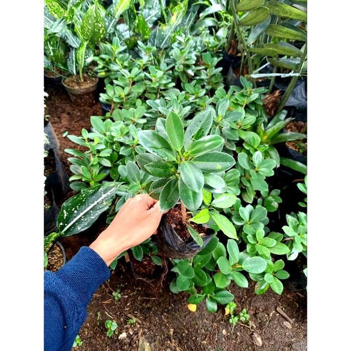 Bibit bonsai beringin Korea - tanaman hias beringin korea mini
