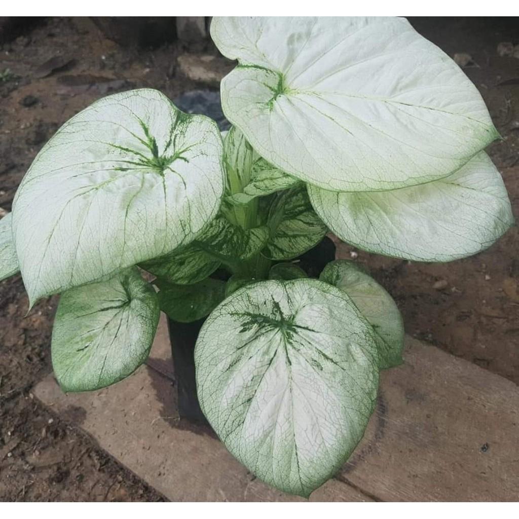 Umbi Caladium white Cobra - keladi hias hybrid import thailand