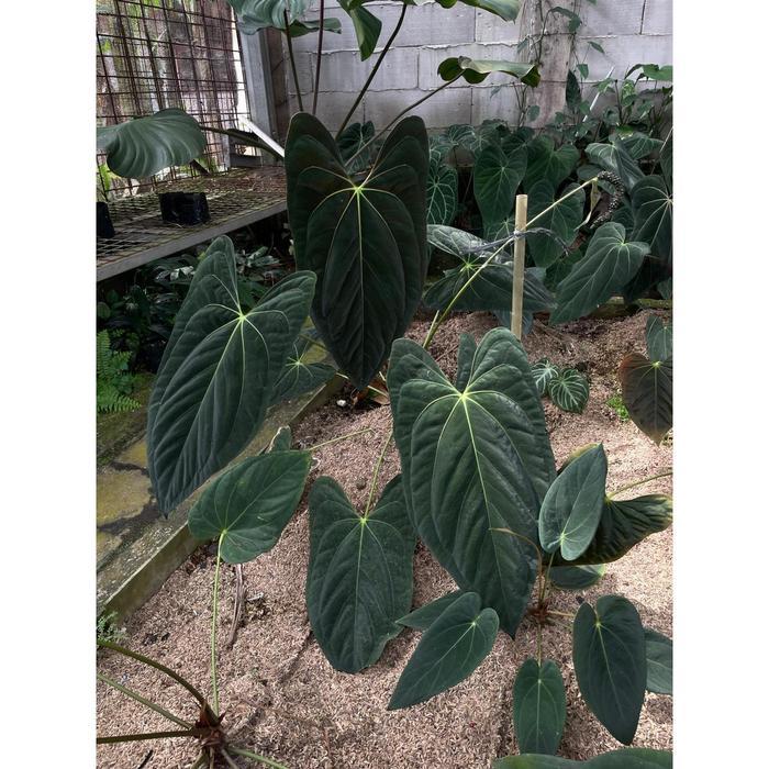 ASLI Paket 2 Biji Anthurium Fortsherman X Dark Phoenix - Biji Antorium - Bibit Anthurium - Seed Anth