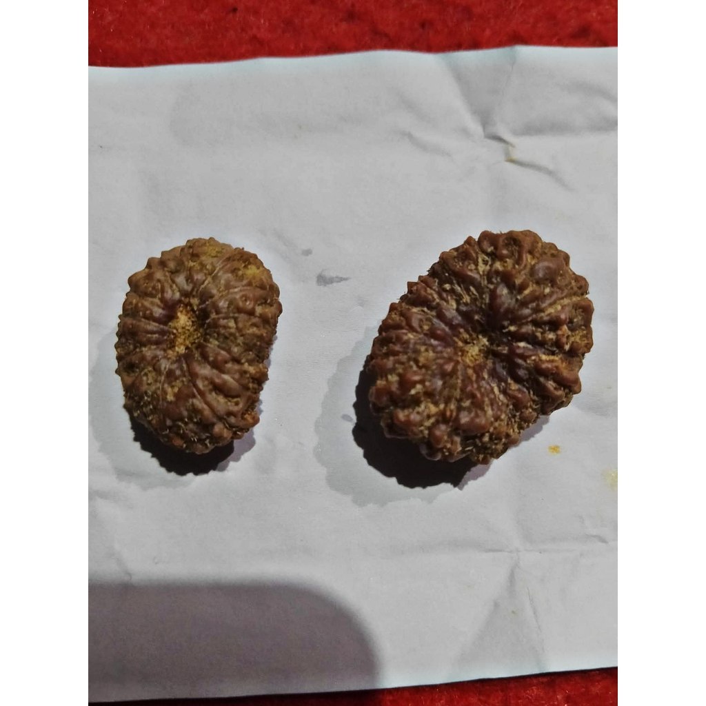 Rudraksha Mukhi 11 Garis 11 Jenitri