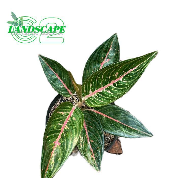 aglonema legachy hijau - aglonema green legacy - tanamanhias aglonema green legacy - tanaman aglonem