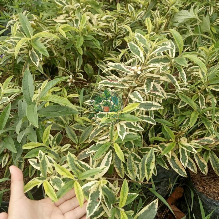 bibit jambu biji krikil varigata bagus. Plantshop id