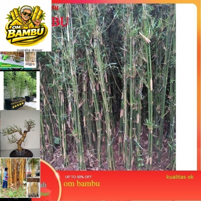 bambu cina tanaman bambu cina tanaman hias bambu cina bambu cina PROMO TINGI 40CM afiah mart