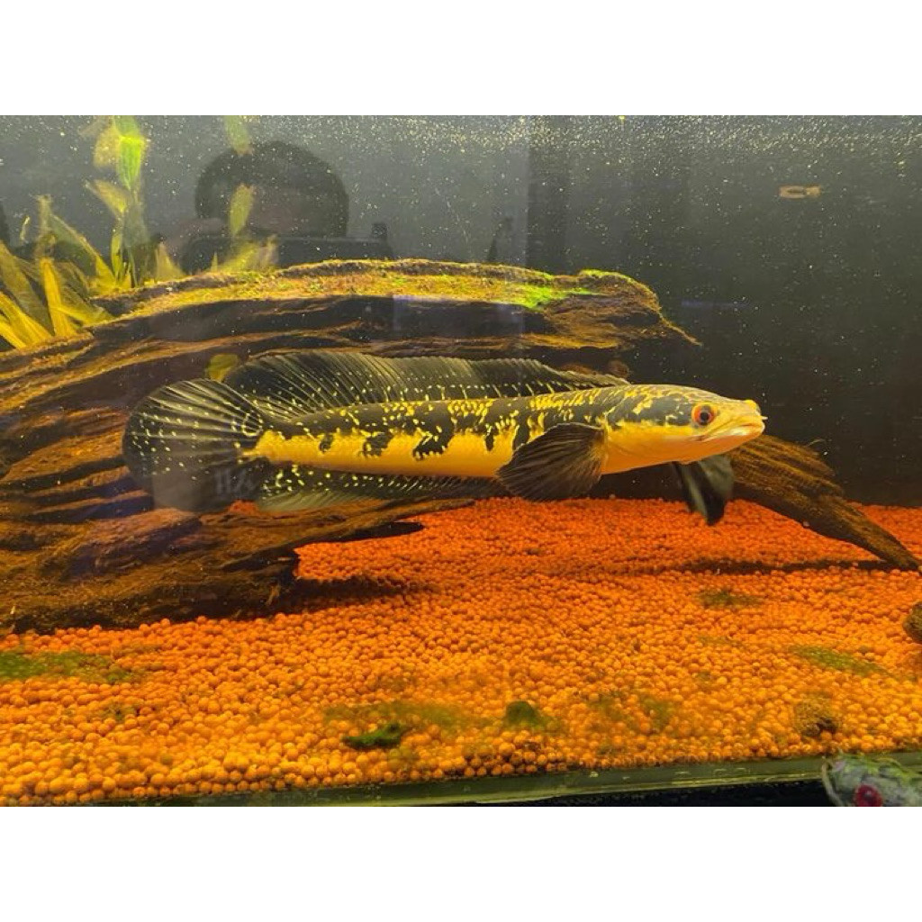 Chana Maru Ys 10-13cmcana yellow Sentarum