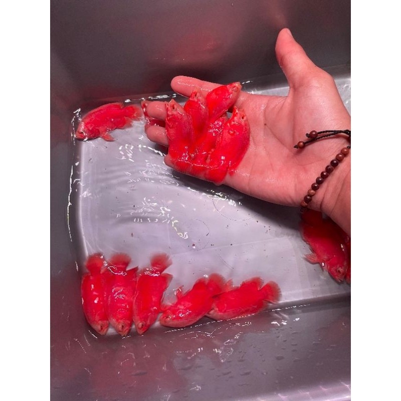 hiasan kehidupan aquarium OSCAR PARIS RED CHILLI gred A