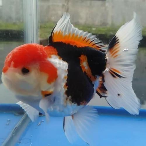 ikan koki oranda tricolor - M -+7-9 cm