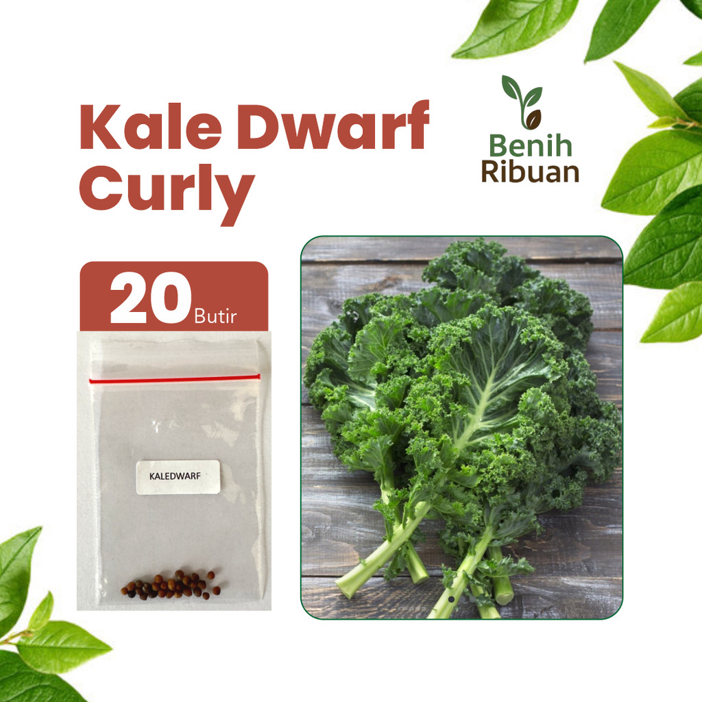 BENIH RIBUAN - Benih Sayur Kale Dwarf Unggul, Bibit Sayuran Kale Curly Super Bibit Mudah Tumbuh